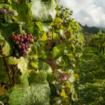 champagne region vineyard