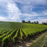 loire valley vineyard